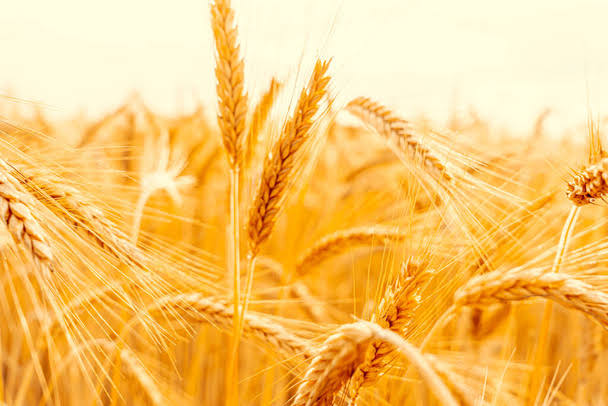 گندم کی خریداری کا معاملہ اور ٹی ٹی پی کا پروپیگنڈا